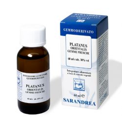 Platanus Orientalis...