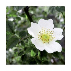 EIE Biancospino Gocce per...