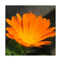 EIE Calendula Gocce per...