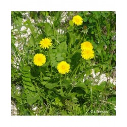 EIE Tarassaco Gocce...