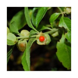 EIE Withania Gocce per...