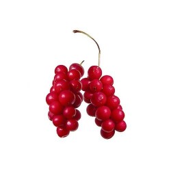 Sarandrea Marco Schisandra...