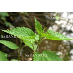 Sarandrea Marco Ortica...