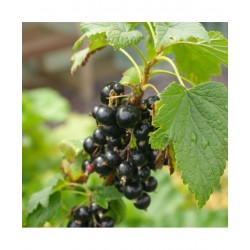 EIE Ribes Nero Gocce 60ml