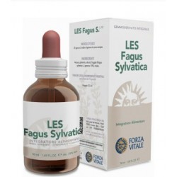 Sys Les Fagus Sylvatica...